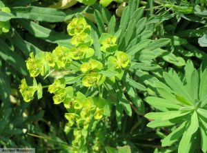 Euphorbia esula