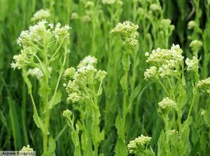 Lepidium draba