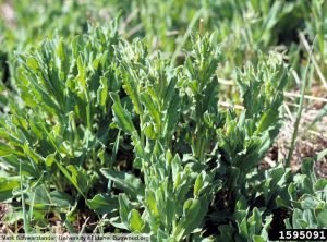 Lepidium draba