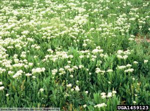 Lepidium draba