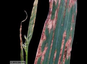 Pseudomonas syringae pv. striafaciens avoine