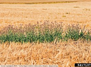 Cirsium arvense