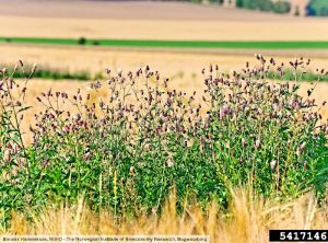 Cirsium arvense