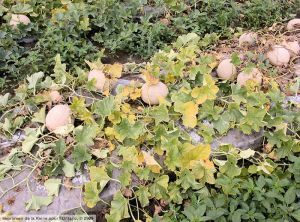 Fusarium oxysporum f. sp. melonis melon