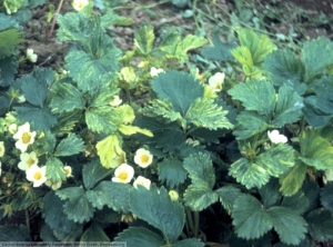 Arabis mosaic virus fraisier