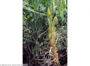 Fusarium oxysporum f. sp. pisi pois