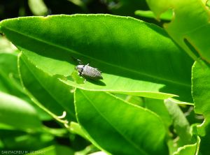 Cratopus humeralis 2