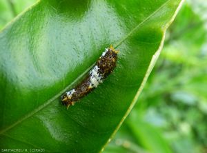 Papilio demodocus larve 2