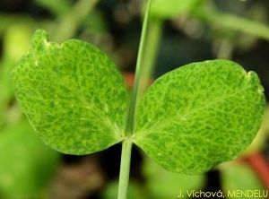 Bean yellow mosaic virus (BYMV) pois