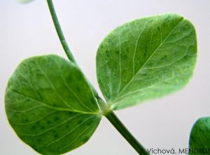 Bean yellow mosaic virus (BYMV) pois