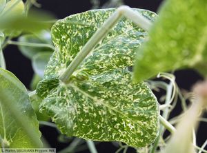 Pea enation mosaic virus (PEMV) pois