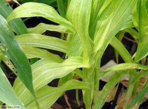 Maize chlorotic mottle virus (MCMV) maïs