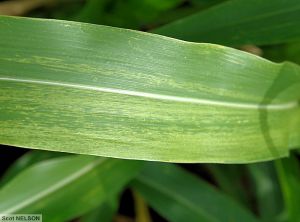 Maize chlorotic mottle virus (MCMV) maïs