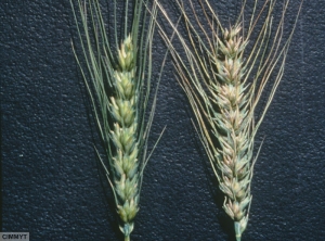 Tilletia tritici foetida blé