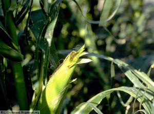 Diabrotica virgifera virgifera maïs