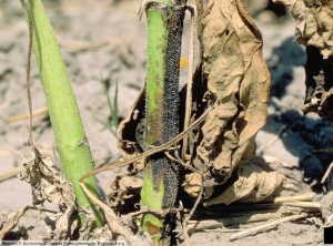 Verticillium dahliae (verticilliose) tournesol