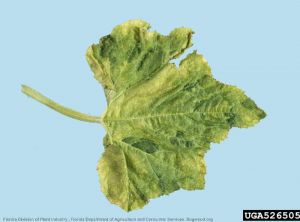 Cucumber mosaic virus CMV concombre