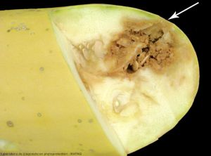 Pseudomonas syringae pv. lachrymans courge