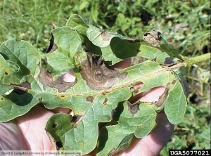 Didymella bryoniae pastèque