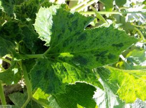 Cucumber green mottle mosaic virus (CGMMV) courgette