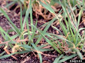 Soil-borne cereal mosaic virus blé