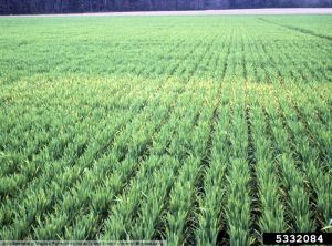 Soil-borne cereal mosaic virus blé