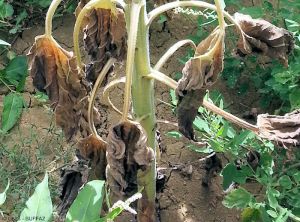 Sclerotinia sclerotiorum tournesol