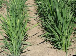 Oat sterile dwarf virus