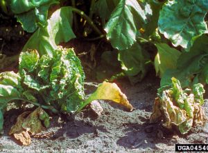 Beet leaf curl virus betterave