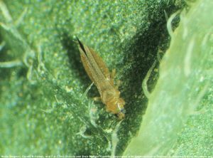 Thrips palmi