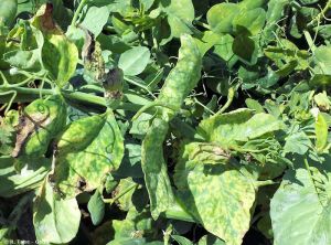 Pea enation mosaic virus pois