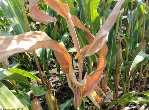 Fusarium spp. 