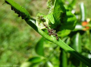 Toxoptera citridus 