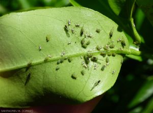 Aphis spiraecola 3