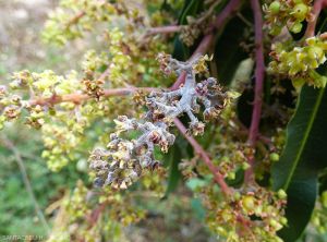 Dégâts d'oïdium sur inflorescence