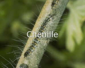 Chenille de processionnaire du chêne