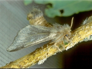 Papillon femelle de PC