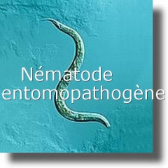 Nématode