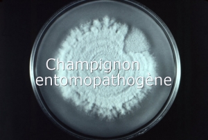 Champignon entomopathogène