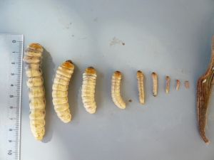 Les 9 stades larvaires des chenilles de Paysandisia archon - Photo Jean-Benoit Peltier