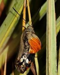 Papillon englué