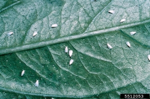 Aleurodes adultes du dipladénia