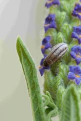 Larve de chrysomèle américaine