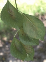 Symptômes sur feuilles de piqûres de <i> Tetranychus viennensis <i>