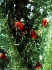 femelles et exsuvies de <i> Tetranychus viennensis <i>