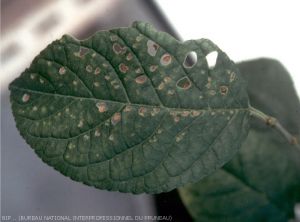 Criblure des feuilles liée à une carence en cuivre