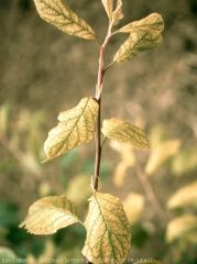 Chlorose ferrique (carence en fer)