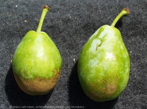 Russet