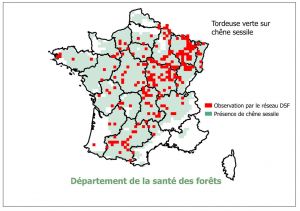 TORTVIR sessile