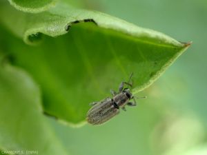<em>Sitona lineatus</em> adulte sur feuille de féverolle, noter les morsures sur le bord de la feuille. <strong>Sitone rayé du pois</strong> (pea weevil)